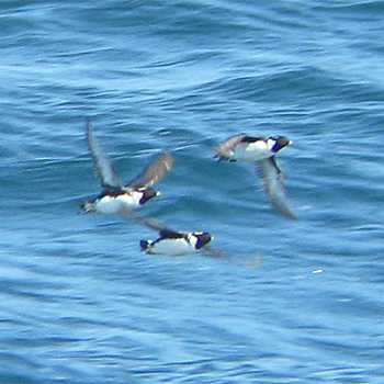 Ancient Murrelets