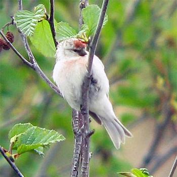 Hoary Redpoll