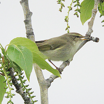 Arctic Warbler