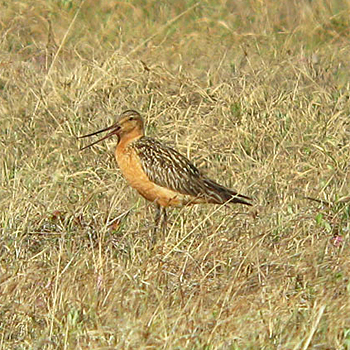 Bar-tailed Godwit