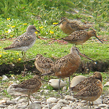 Surfbird, Short-billed Dowitchers and Hudsonian Godwit