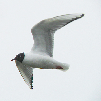 Bonaparte's Gull