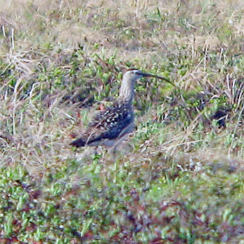 Bristle-thighed Curlew