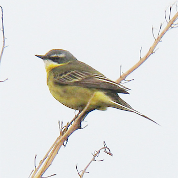 Eastern Yellow Wagtail