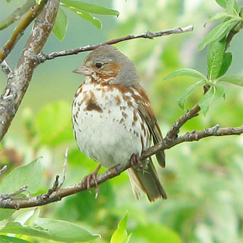 Fox Sparrow