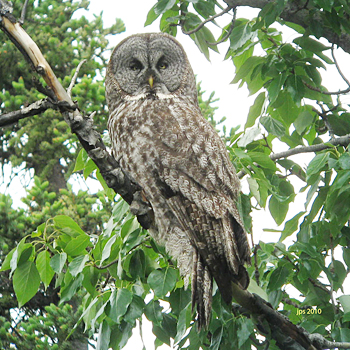 Great Grey Owl
