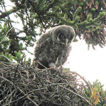 Great Grey Owl