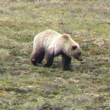 Grizzly Bear