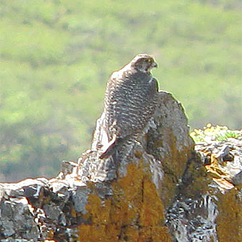 Gyrfalcon