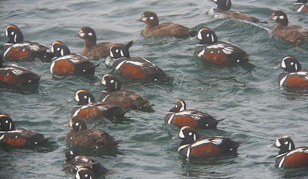 Harlequin Ducks
