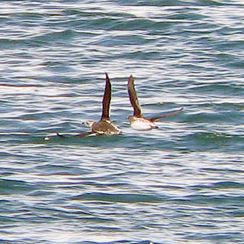 Kittlitz's Murrelets