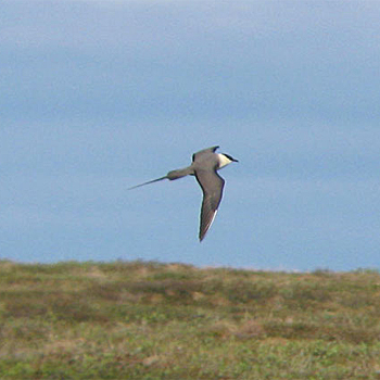 Long-tailed Jaeger