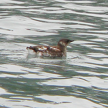 Marbled Murrelet