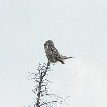 Northern Hawk Owl