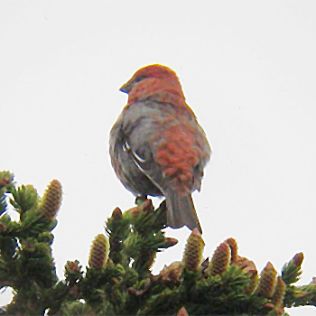 Pine Grosbeak