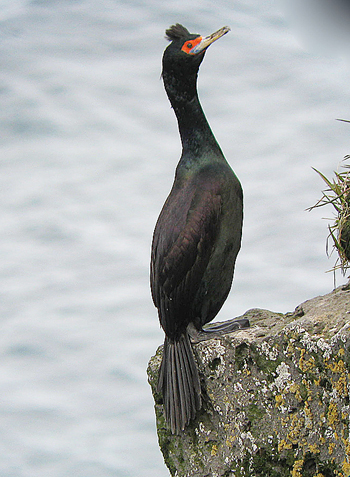 Red-faced Cormorant