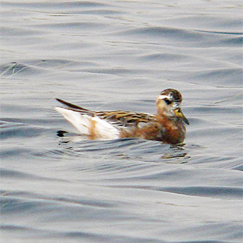 Red (Grey) Phalarope