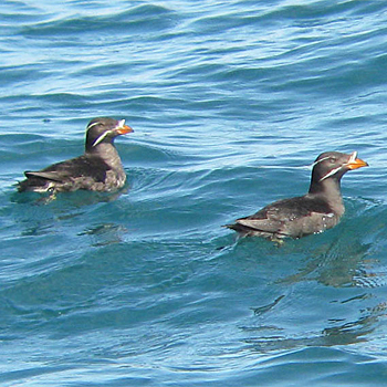 Rhinoceros Auklets