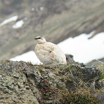 Rock Ptarmigan