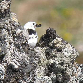 Snow Bunting