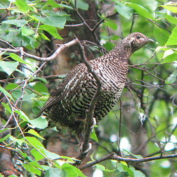 Spruce Grouse