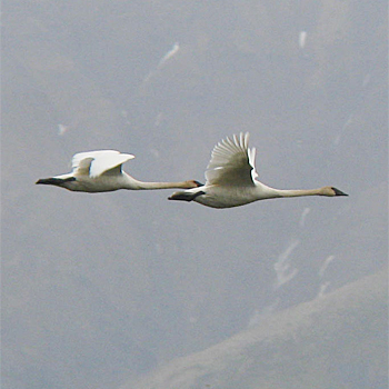 Trumpeter Swans