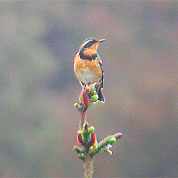 Varied Thrush