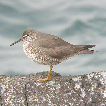 Wandering Tattler