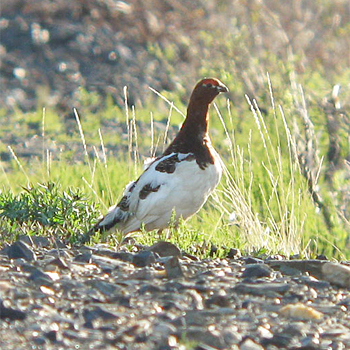 Willow Ptarmigan