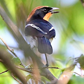 Braun's Bushshrike
