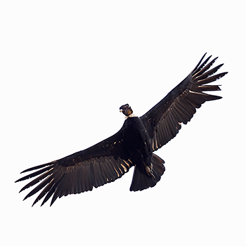 Andean Condor