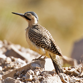 Andean Flicker