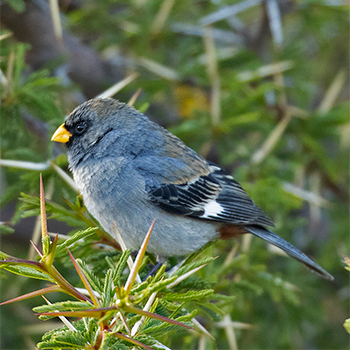 Band-tailed Seedeater