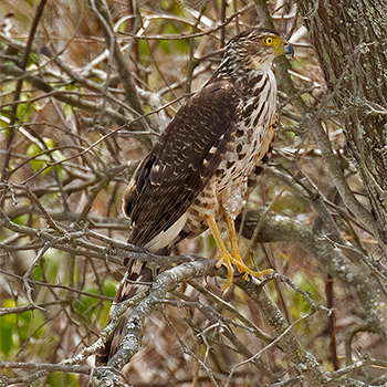 Bicoloured Hawk