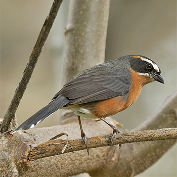 Black-and-rufous Warbling Finch
