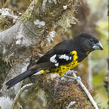 Black-backed Grosbeak