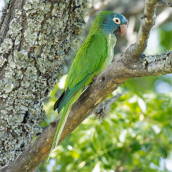 Blue-crowned Parakeet