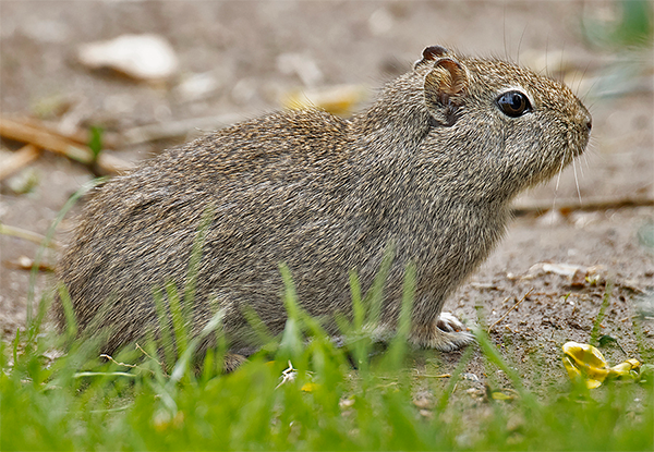 Brazilian Cavy