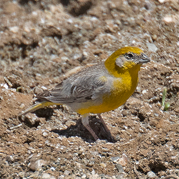 Bright-rumped Yellow-finch