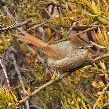 Brown-capped Tit-spinetail