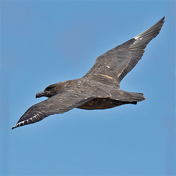 Brown Skua