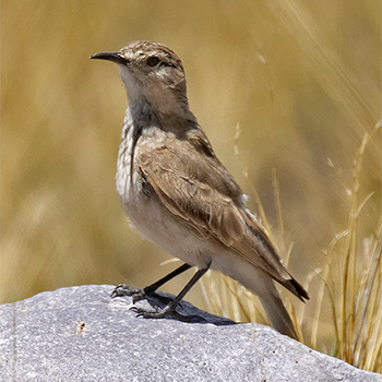 Common Miner