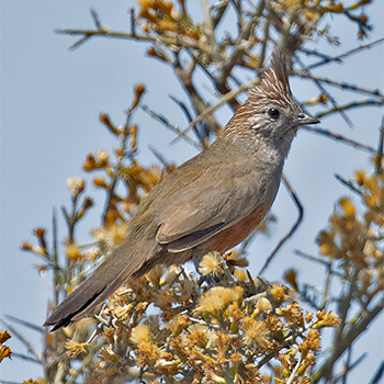 Crested Gallito