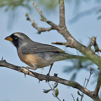 Golden-billed Saltator