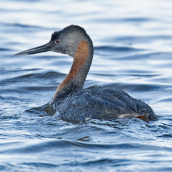 Great Grebe