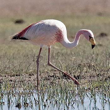 James's Flamingo