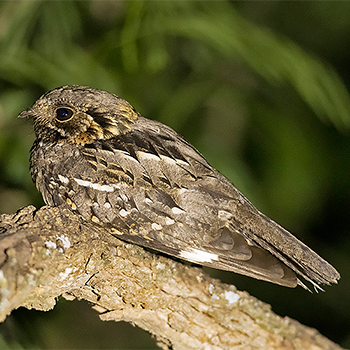 Little Nightjar