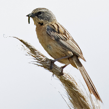 Long-tailed Reed Finch