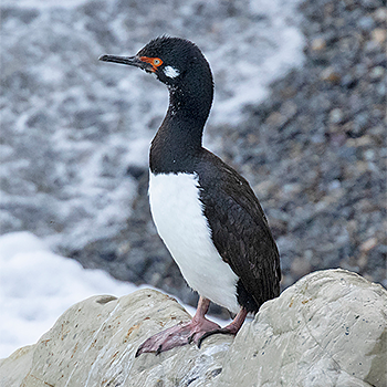 Magellanic Cormorant