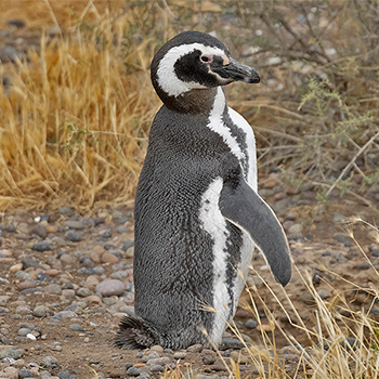 Magellanic Penguin